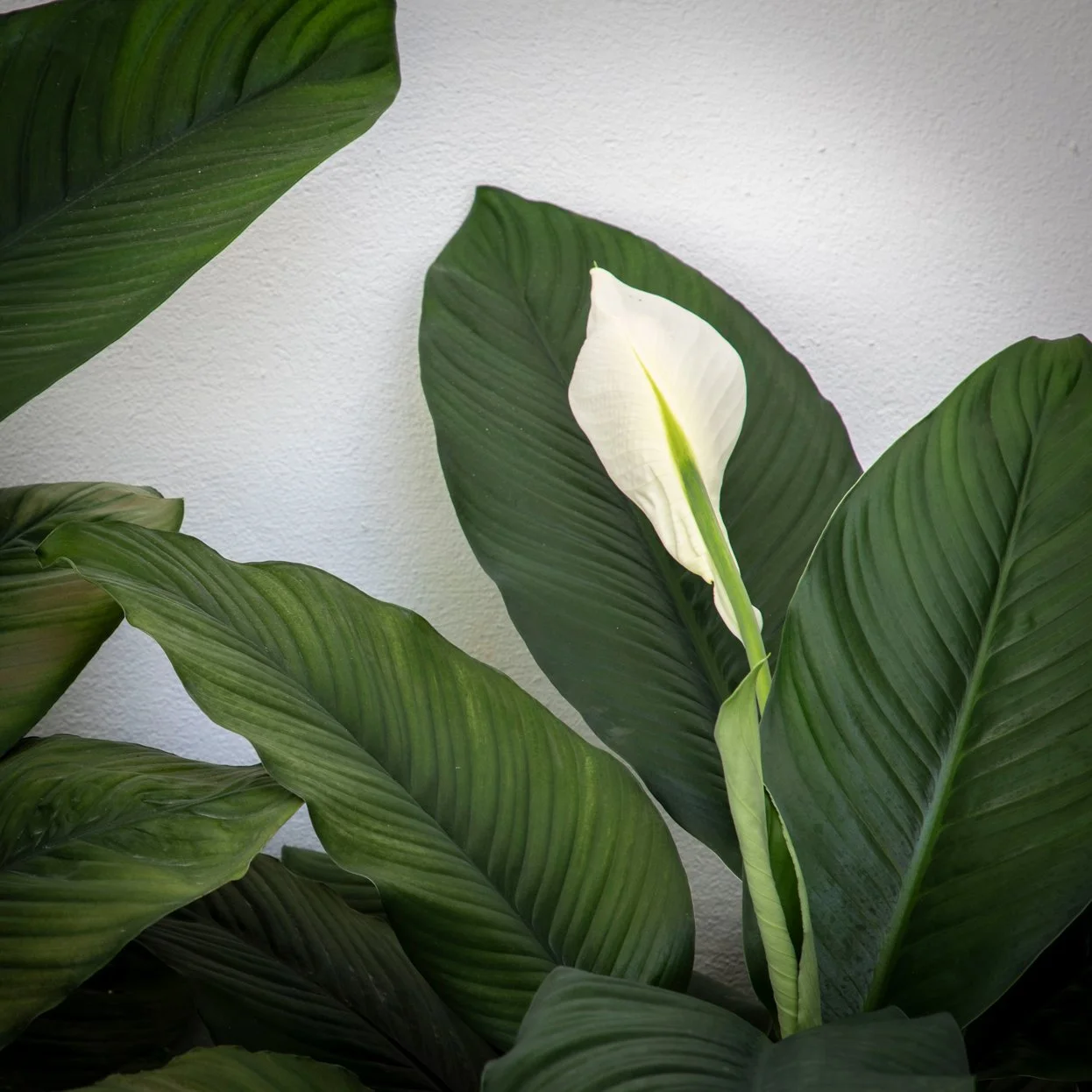 Giant Spath Lily