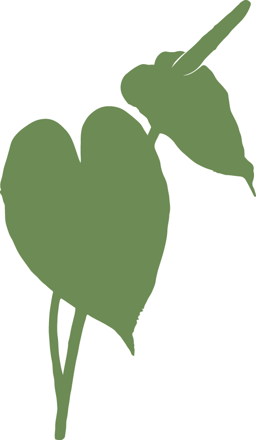 Anthurium
