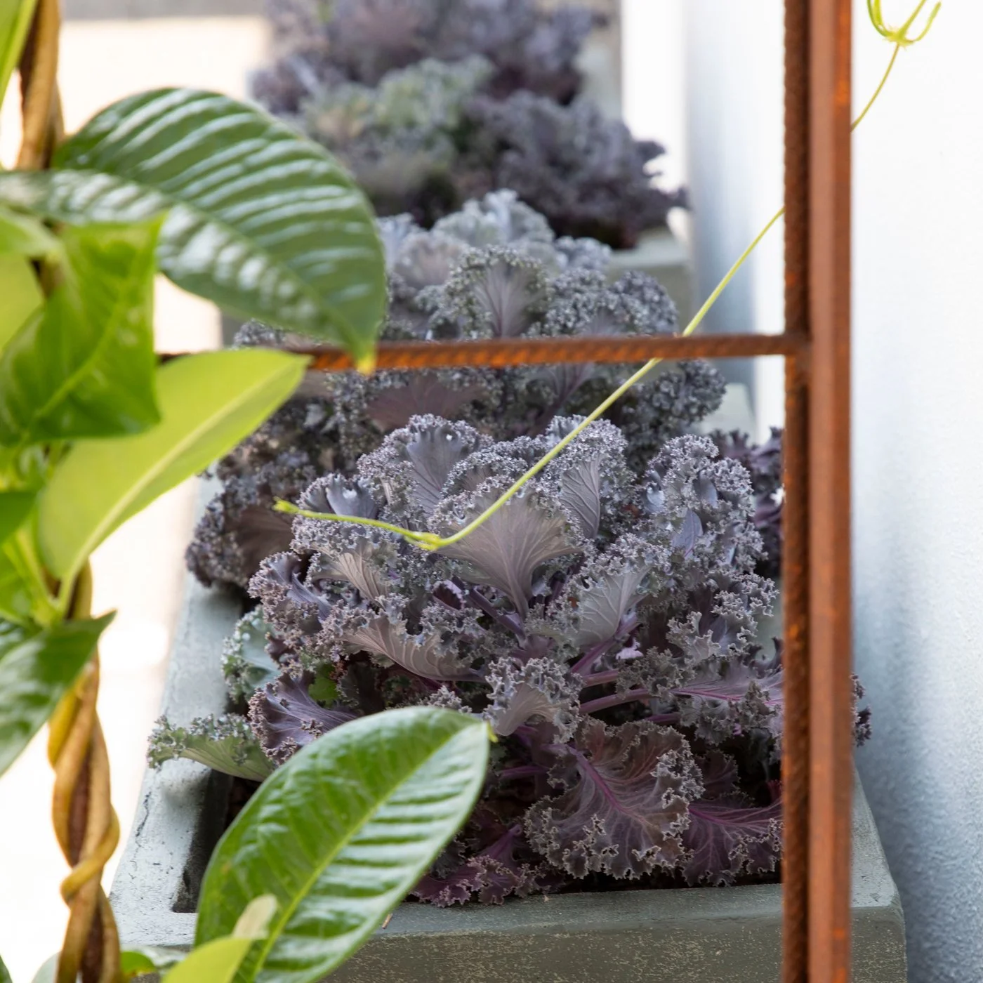 Purple ornamental kale plants in a rectangular planter box on a balcony with some green leaves and a copper railing visible.