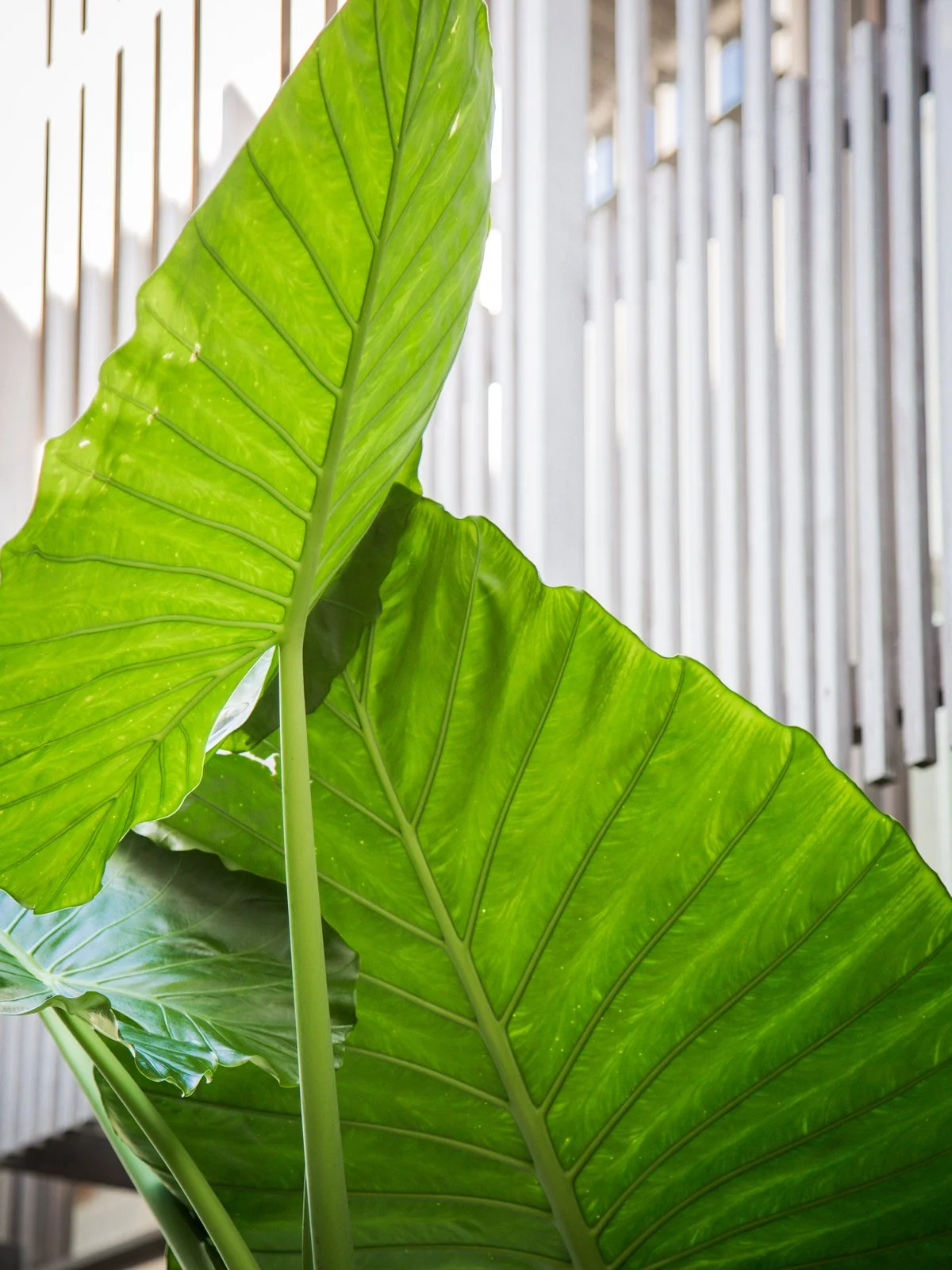 Alocasia macrorrhiza: Elephant Ear — bold tropical foliage plant with large sculptural leaves, thriving in warm, humid SEQ gardens and ideal for creating lush, dramatic impact.