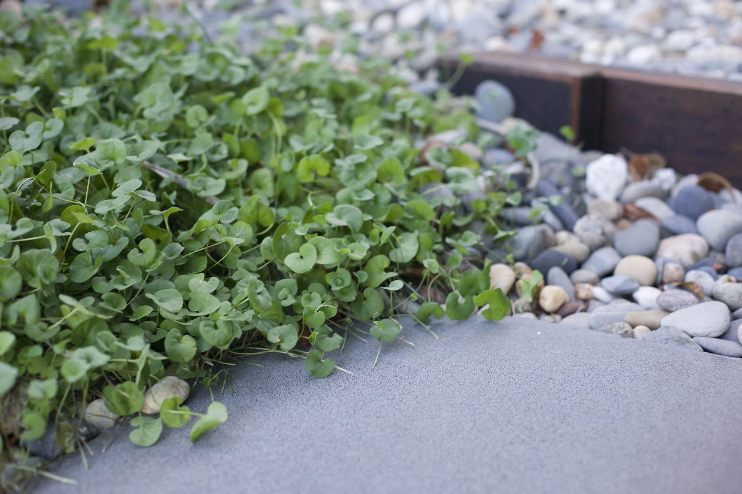 Dichondra repens: Emerald Falls — lush trailing groundcover with small rounded leaves, ideal for pots, spillovers, and shaded SEQ garden edges.