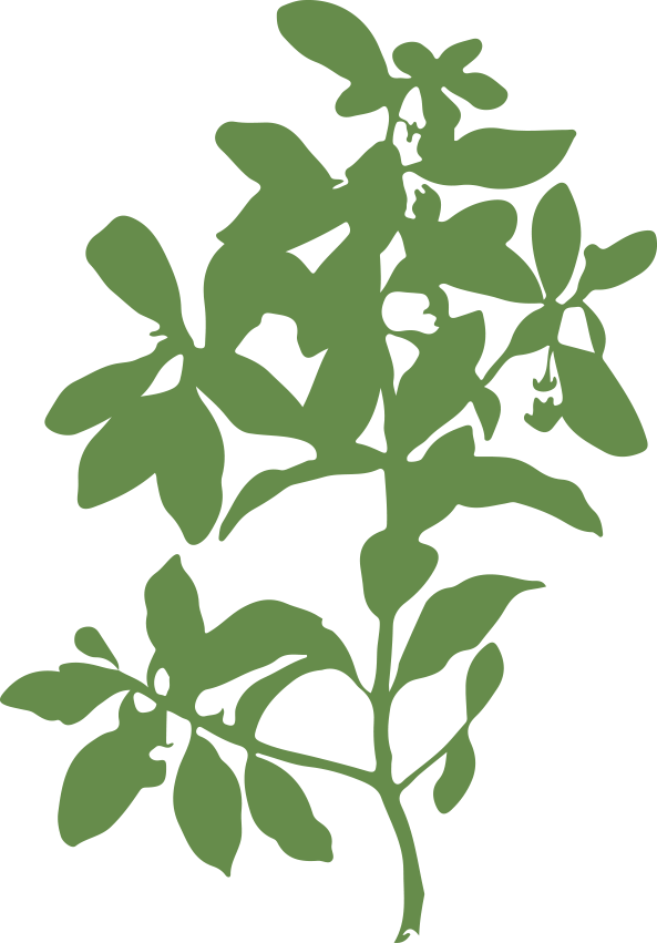 Bougainvillea
