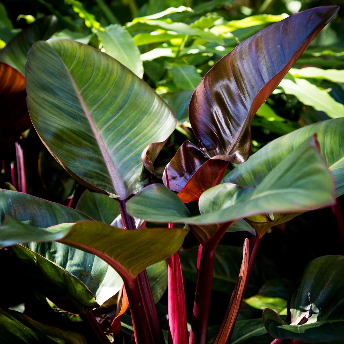 Philodendron Rojo Congo — bold self‑heading philodendron with deep red new growth maturing to glossy dark green, thriving in bright filtered light and shaded SEQ garden spaces.