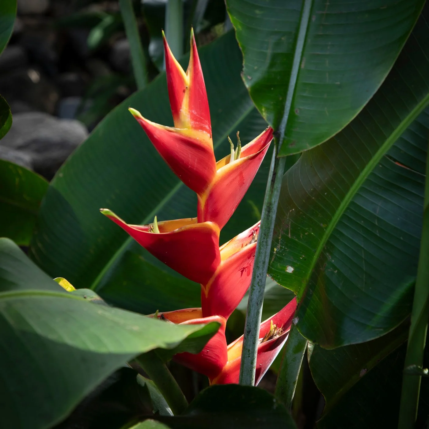 Heliconia — bold tropical perennial with vibrant upright bracts and lush banana‑like foliage, thriving in warm, humid SEQ gardens for strong colour and structure.
