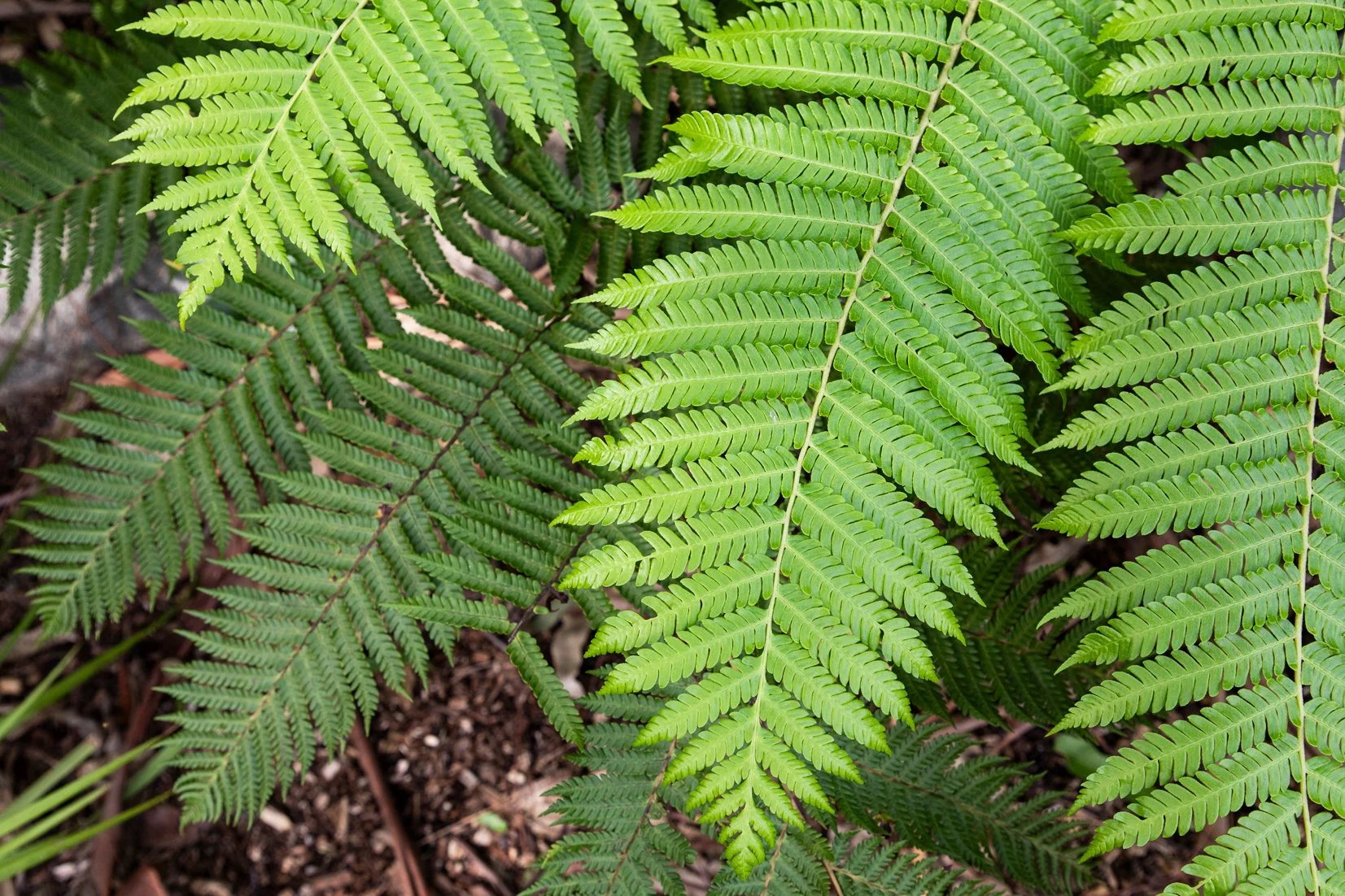 Cyathea cooperi: Australian Tree Fern — fast‑growing subtropical fern with arching fronds, ideal for shaded SEQ gardens and humid microclimates.