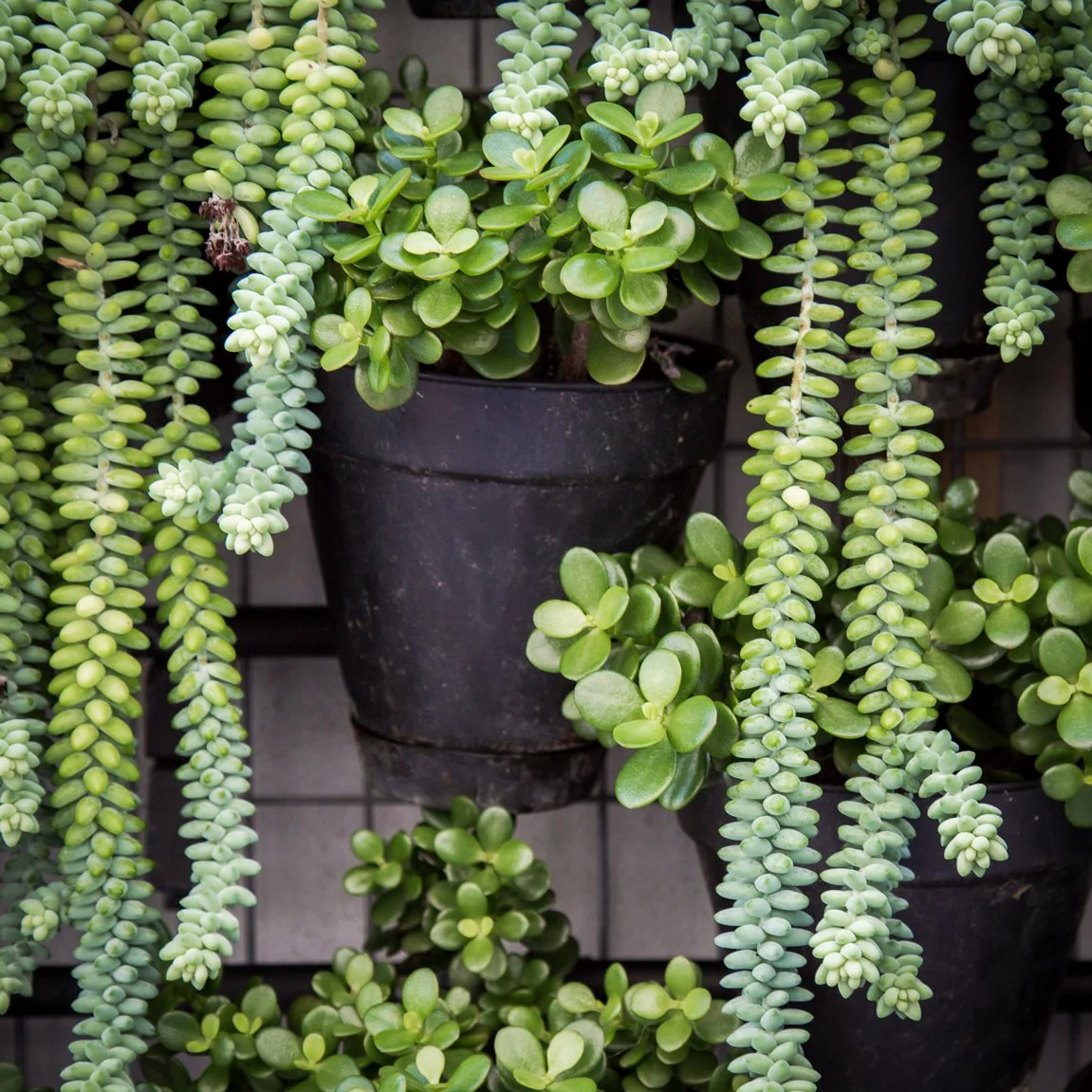 Succulents — hardy, drought‑tolerant plants with fleshy sculptural foliage, thriving in hot, dry SEQ conditions and ideal for pots, rockeries, and low‑water garden designs.