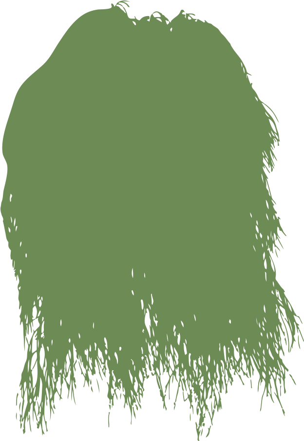 Casuarina 'Cousin It'