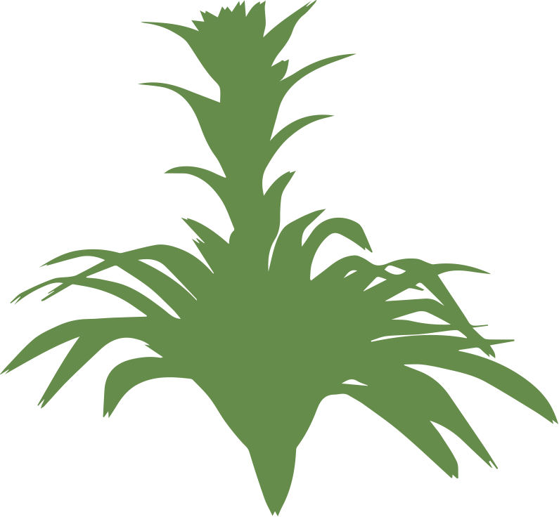 Giant Bromeliad