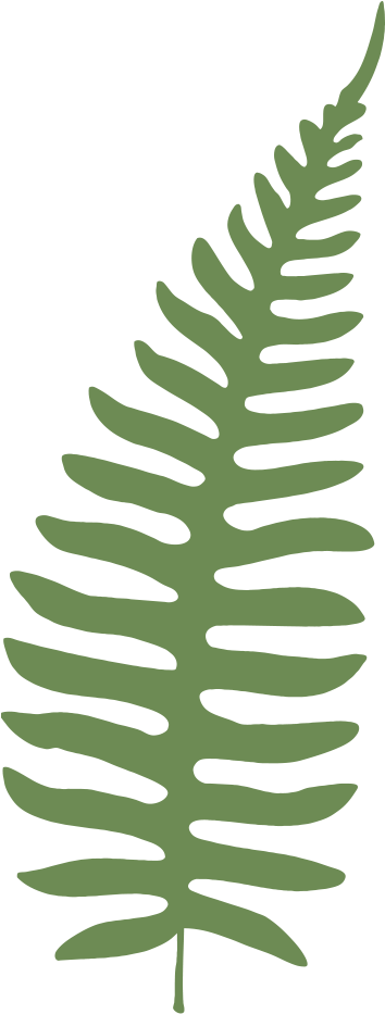 Silver Lady Fern