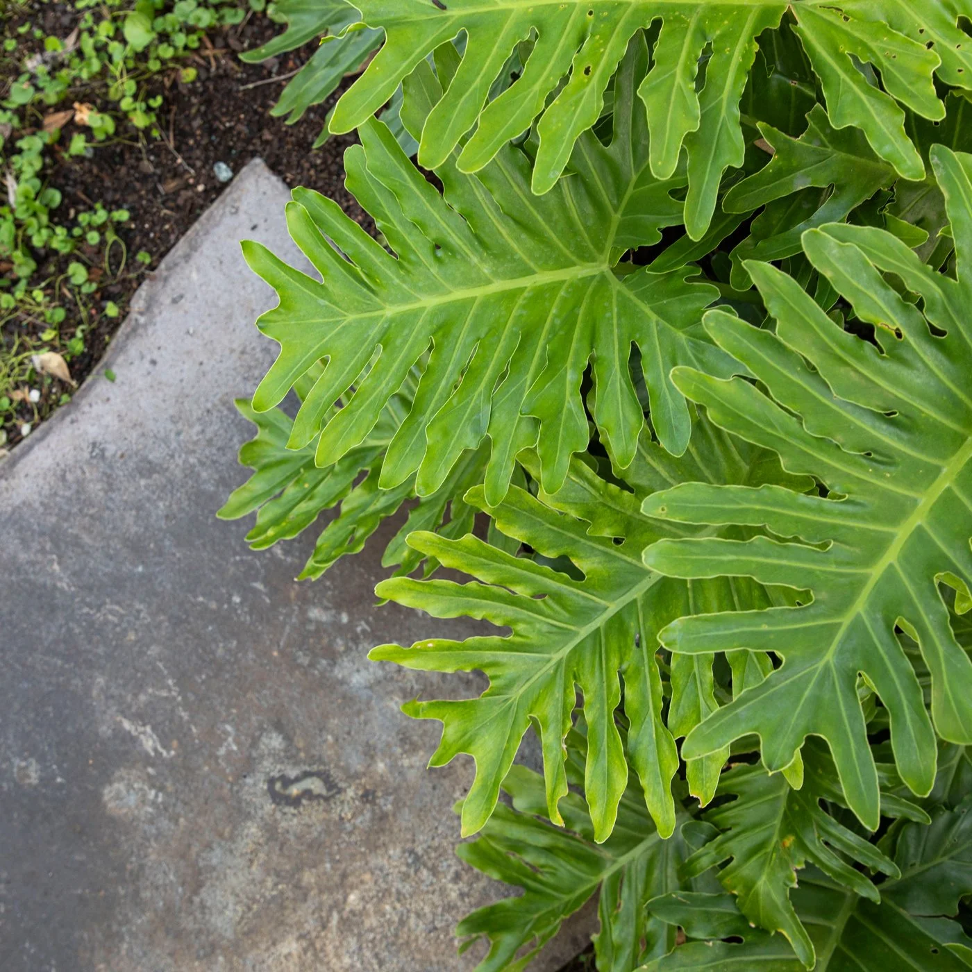 Philodendron ‘Shangri‑La’ — lush, deeply‑cut foliage forming a dense, tropical clumping habit, thriving in bright filtered light and shaded SEQ garden spaces.