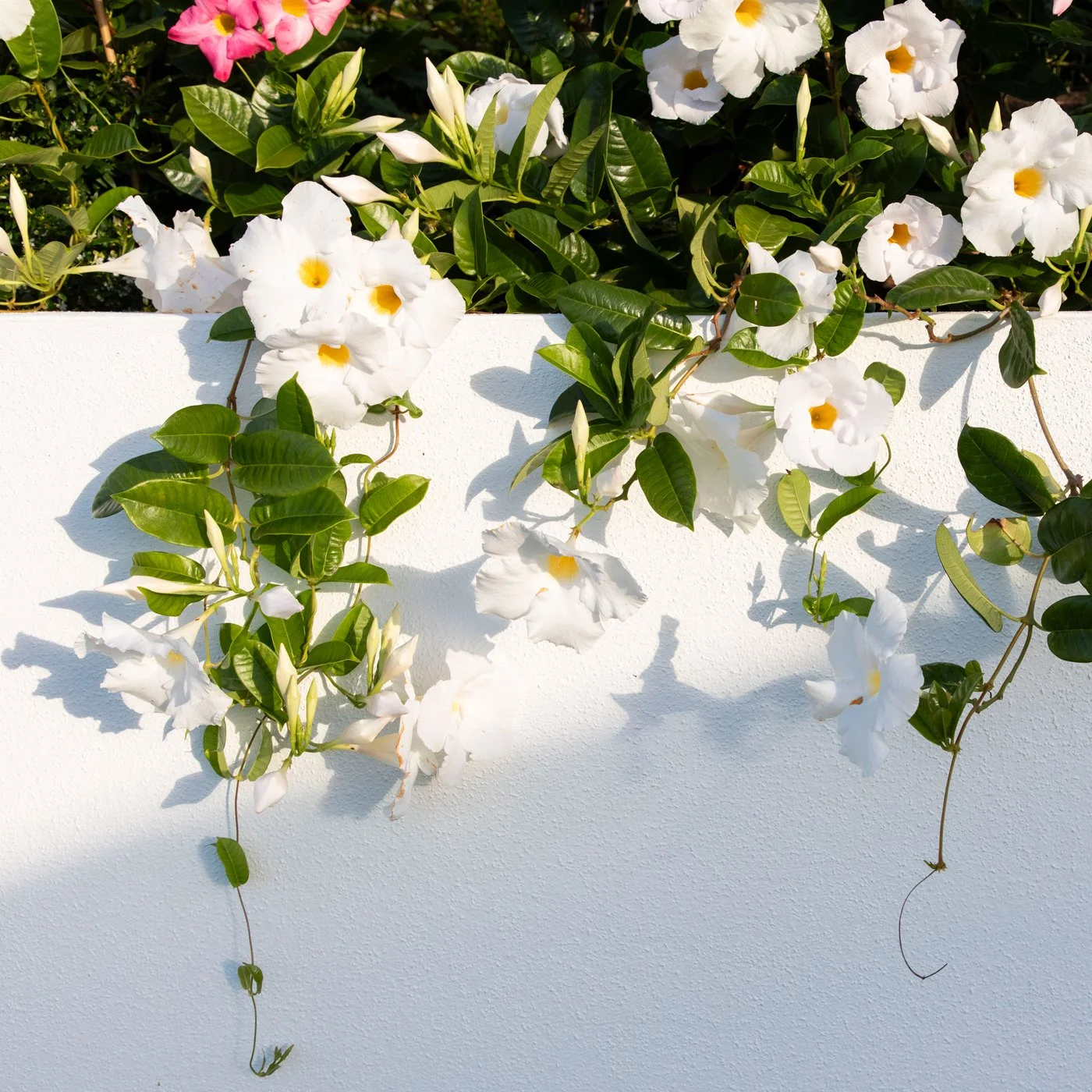 Mandevillea — vibrant climbing plant with glossy green foliage and abundant trumpet‑shaped blooms, thriving in sunny SEQ gardens and ideal for adding colour and vertical height.
