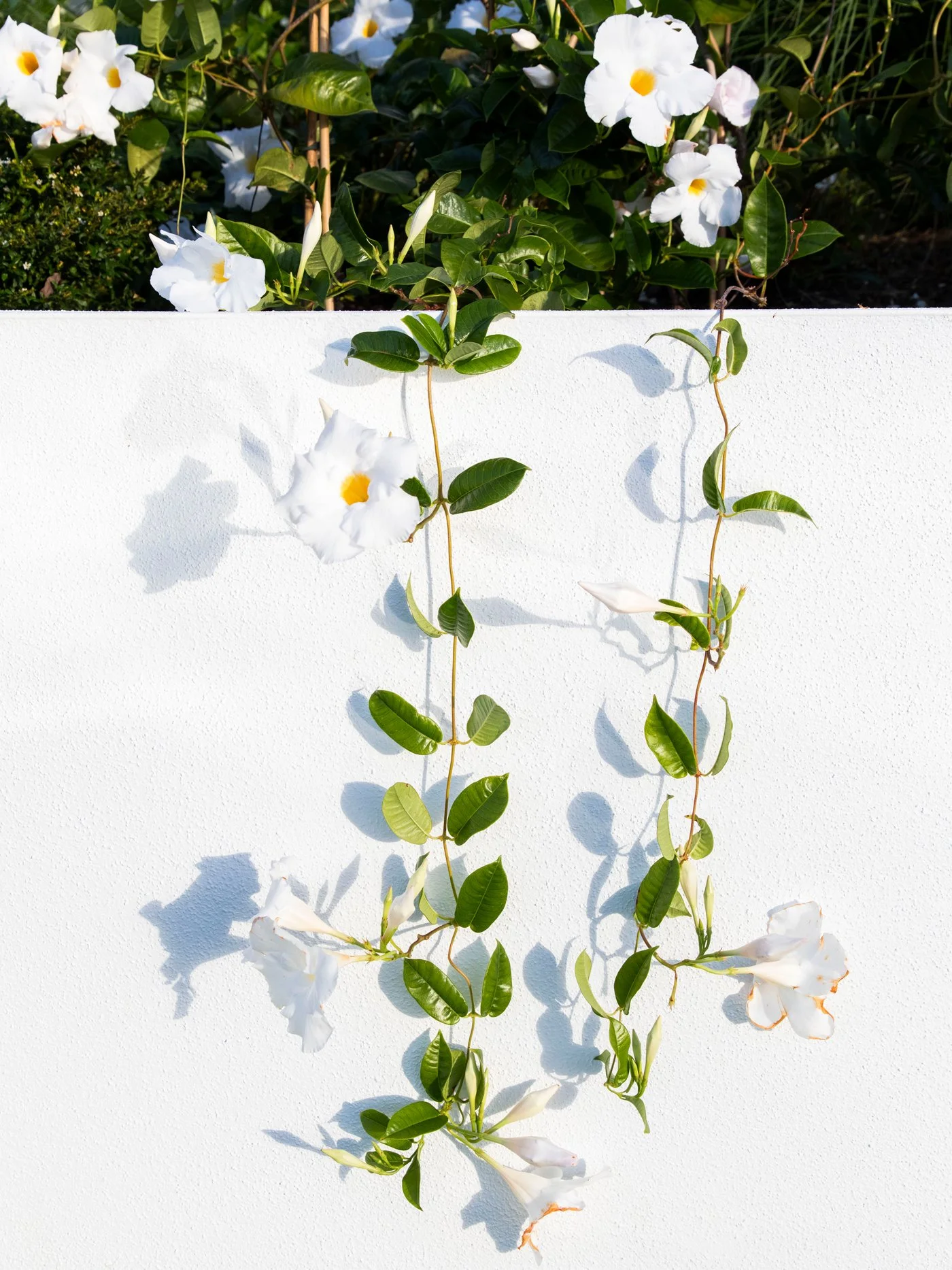 White Mandevillea with green leaves hanging against a white wall.