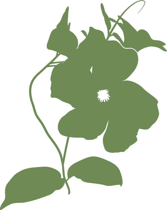 Mandevillea