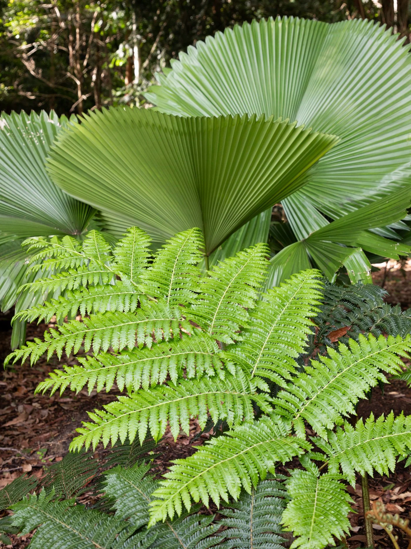 Licuala elegans — compact understory palm with perfectly pleated circular fan leaves, thriving in shaded, humid SEQ gardens for a refined tropical look.