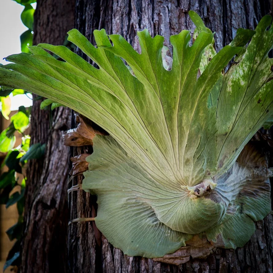 Close-up of a large green Staghorn growing on a tree trunk.