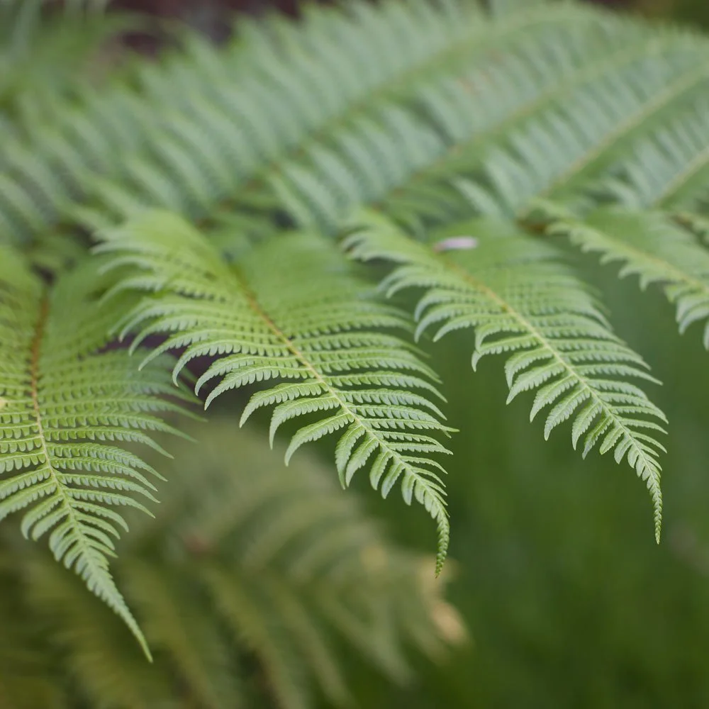 Cyathea cooperi: Australian Tree Fern — fast‑growing subtropical fern with arching fronds, ideal for shaded SEQ gardens and humid microclimates.
