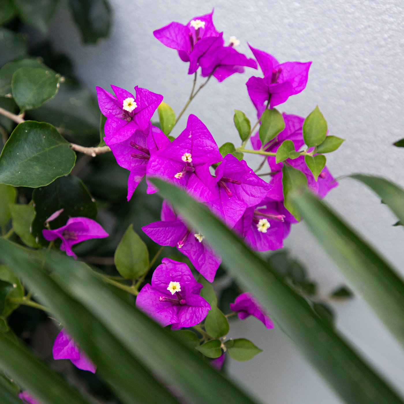 Bougainvillea — vibrant, sun‑loving climber with bold papery bracts, thriving in hot, dry SEQ conditions and ideal for fences, pergolas, and feature colour.