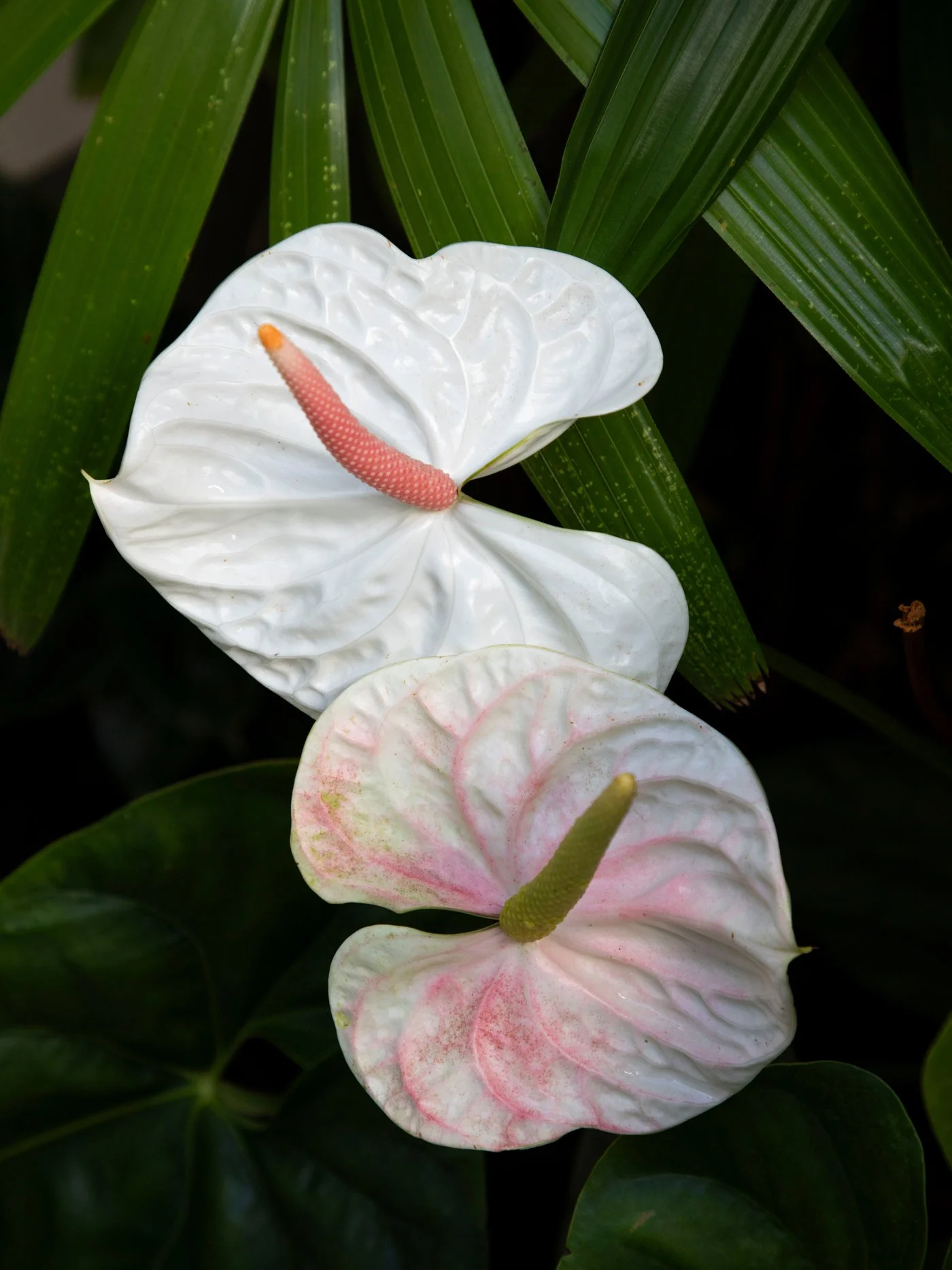 Anthurium — glossy‑leafed tropical plant thriving in shaded, humid SEQ garden spaces.