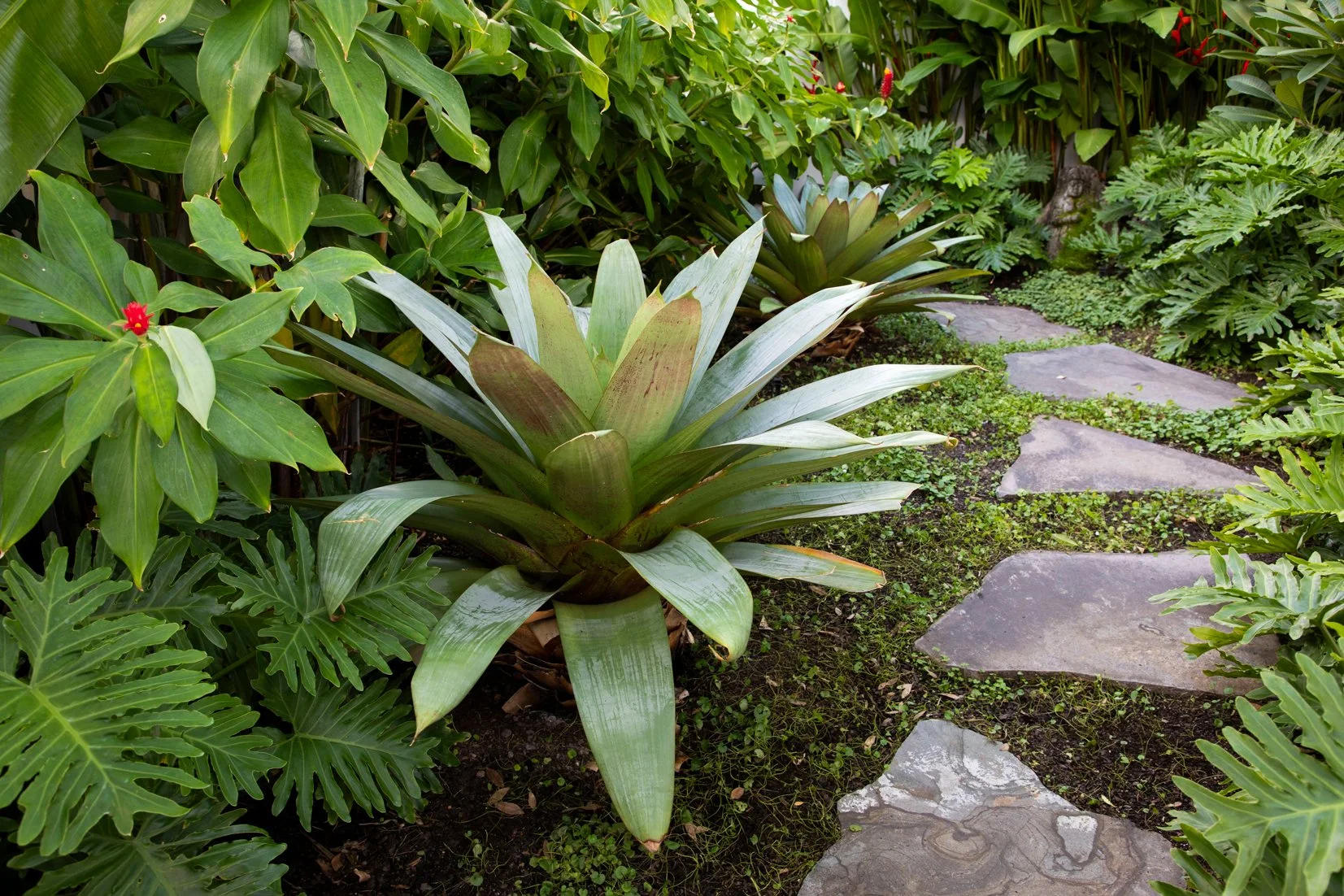 Giant Bromeliad: Alcantarea ‘Imperial’ — large architectural bromeliad suited to full sun in SEQ subtropical gardens.