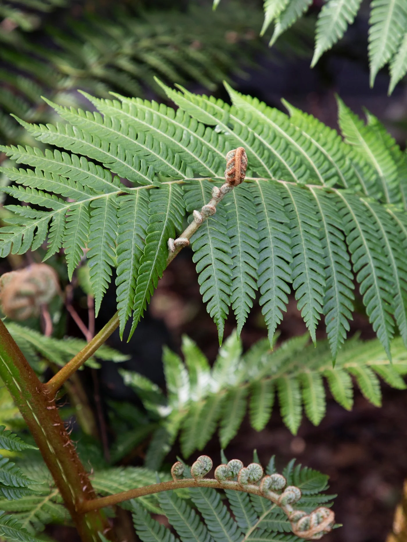 Cyathea cooperi: Australian Tree Fern — fast‑growing subtropical fern with arching fronds, ideal for shaded SEQ gardens and humid microclimates.
