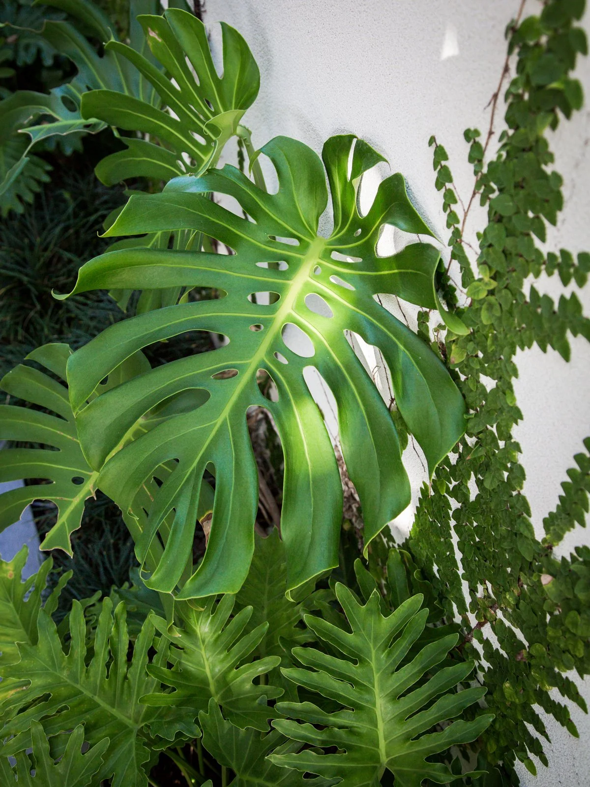 Monstera deliciosa — iconic tropical plant with large glossy fenestrated leaves, thriving in warm, humid SEQ gardens and ideal for bold, lush foliage impact.
