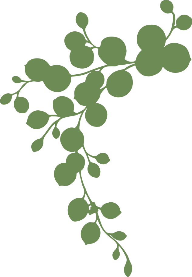 Dichondra 'Emerald Falls'