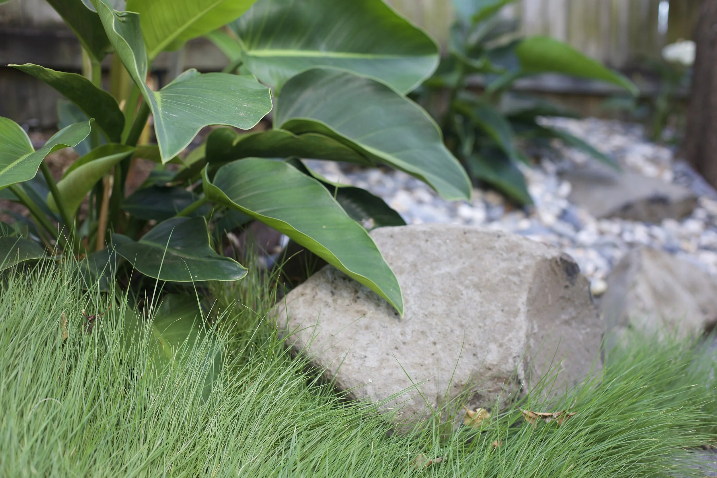 Philodendron Apple Congo — vibrant self‑heading philodendron with fresh apple‑green foliage, thriving in bright filtered light and shaded SEQ garden spaces.