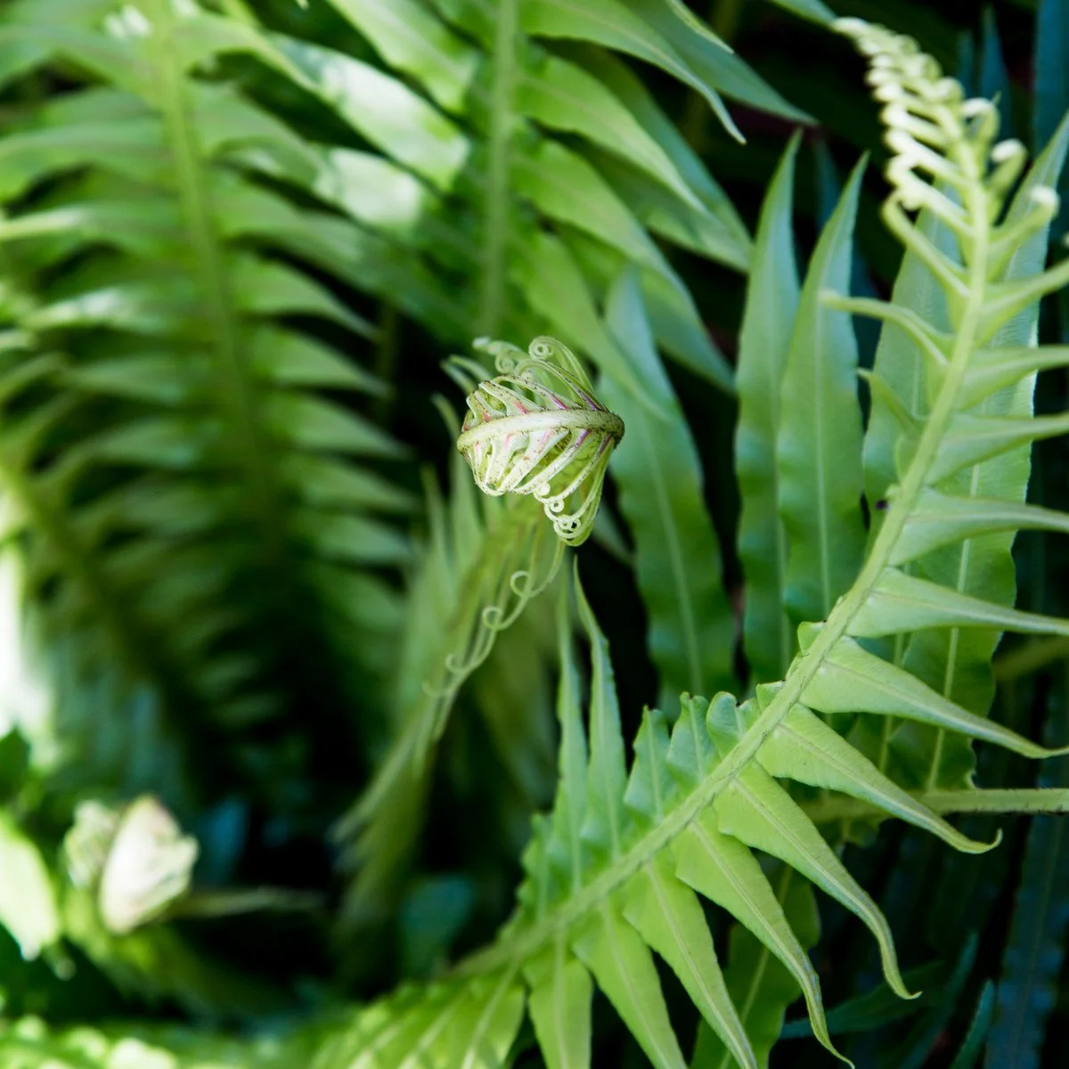 Silver Lady Fern — compact, upright fern with finely divided bright green fronds, thriving in shaded, humid SEQ gardens and ideal for pots and tropical understory planting.