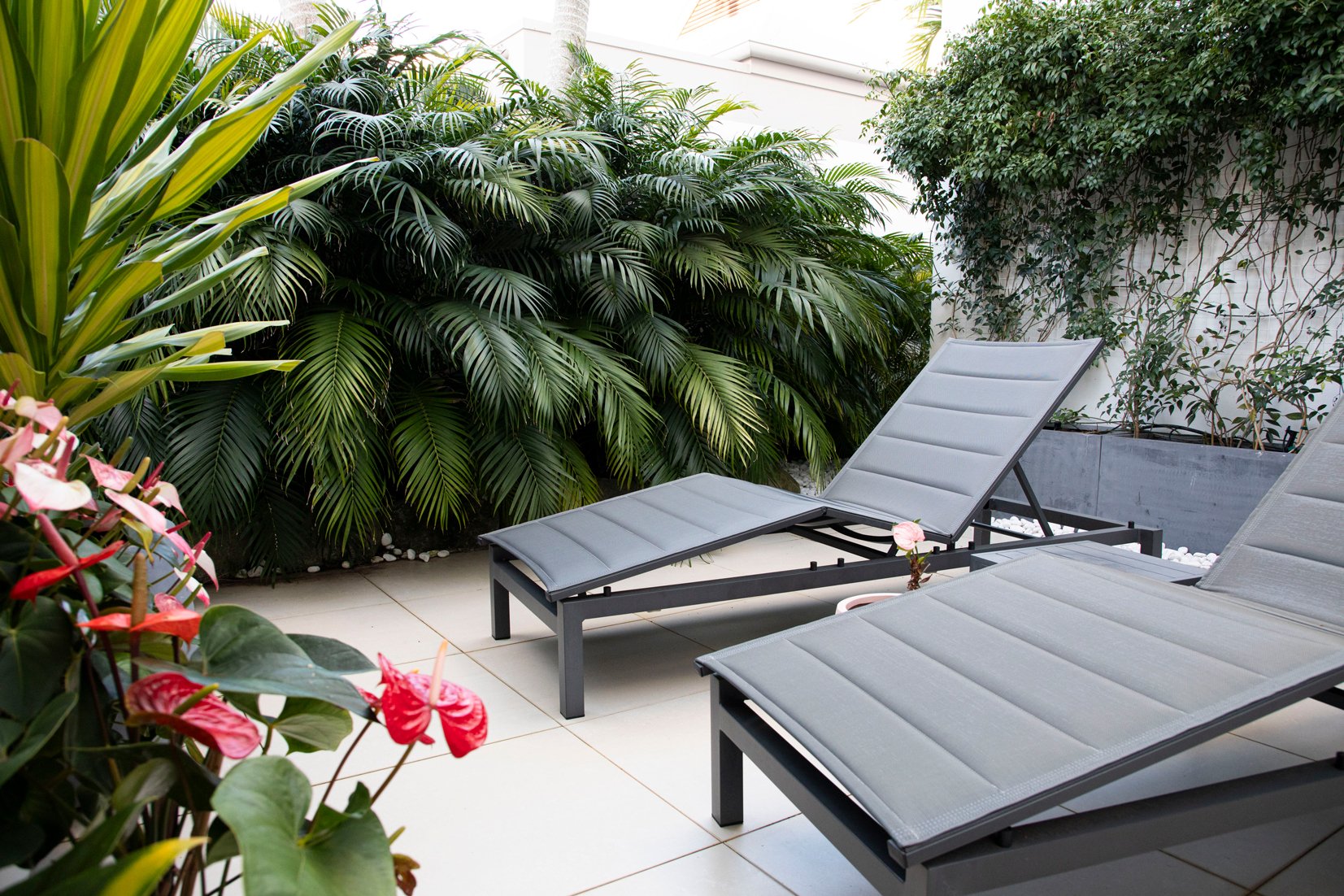 Chamaedorea cataractarum: Cascade Palm — dense clumping palm with soft arching fronds, thriving in shaded, humid SEQ gardens and ideal for tropical layering.