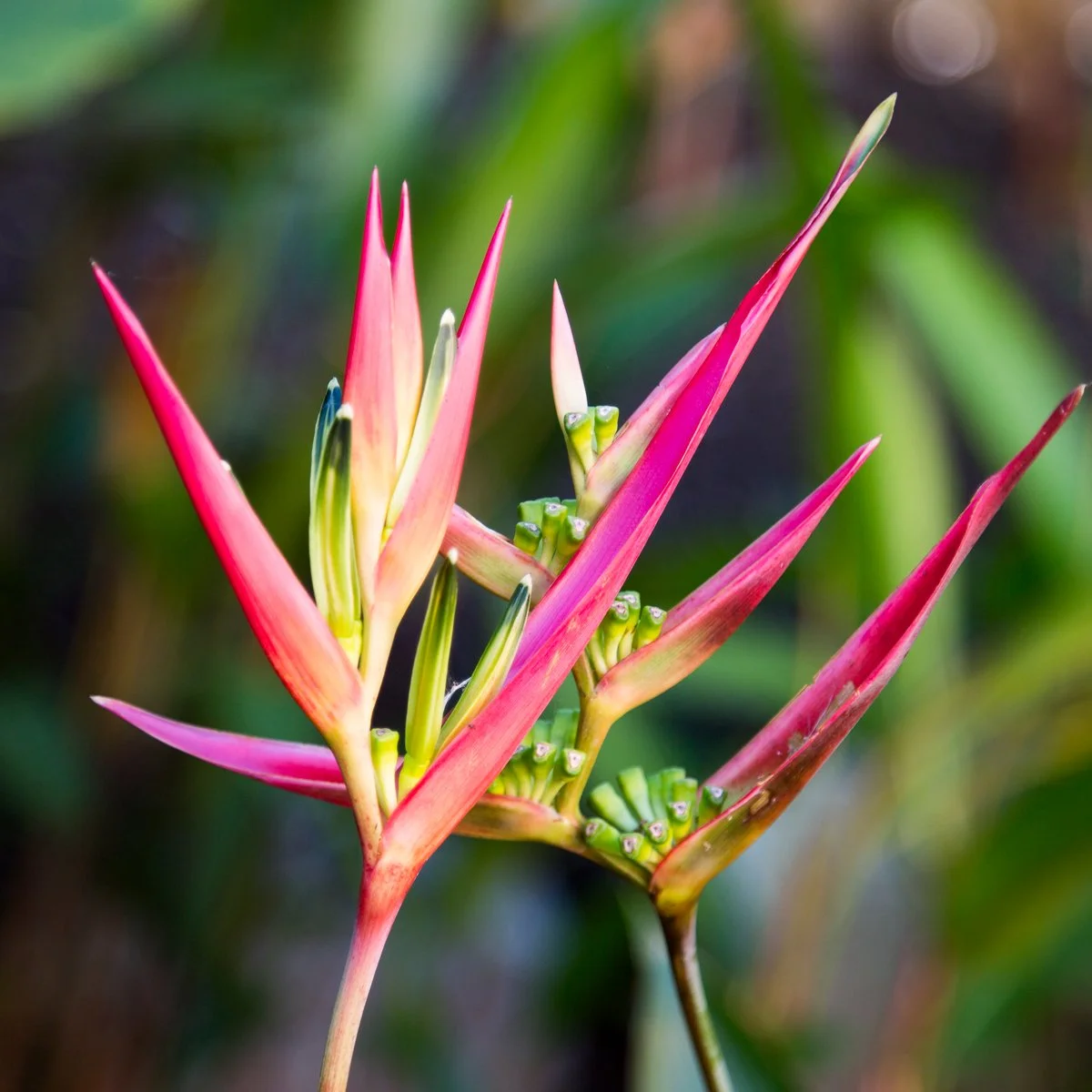 Heliconia — bold tropical perennial with vibrant upright bracts and lush banana‑like foliage, thriving in warm, humid SEQ gardens for strong colour and structure.