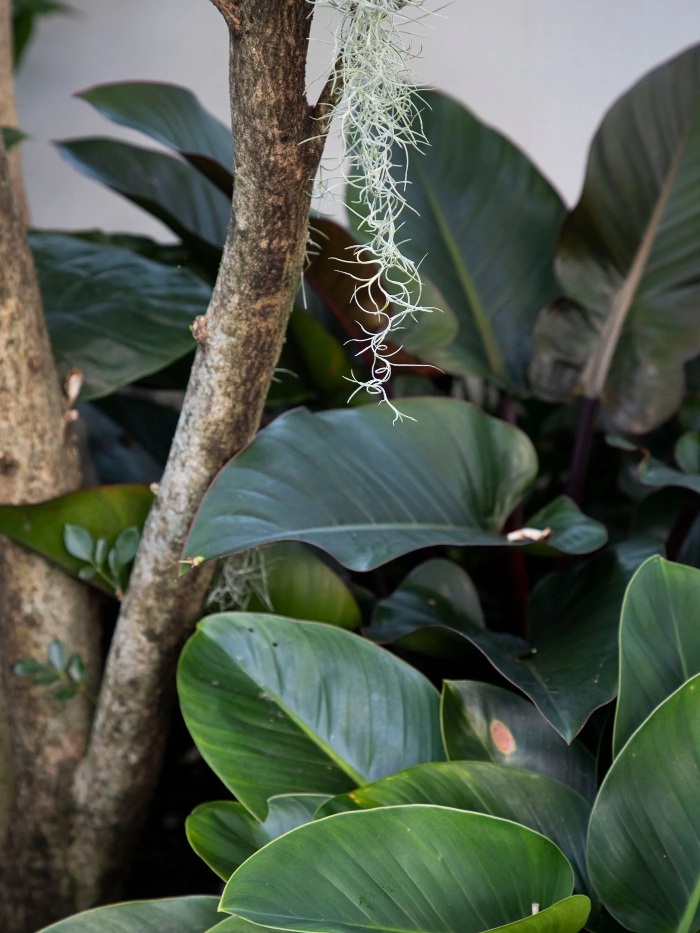 Philodendron Rojo Congo — bold self‑heading philodendron with deep red new growth maturing to glossy dark green, thriving in bright filtered light and shaded SEQ garden spaces.