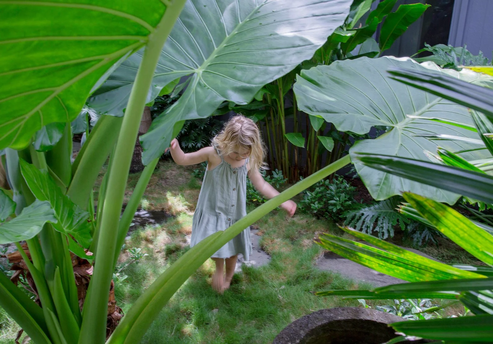 Alocasia macrorrhiza: Elephant Ear — bold tropical foliage plant with large sculptural leaves, thriving in warm, humid SEQ gardens and ideal for creating lush, dramatic impact.