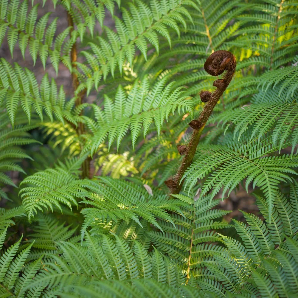 Cyathea cooperi: Australian Tree Fern — fast‑growing subtropical fern with arching fronds, ideal for shaded SEQ gardens and humid microclimates.