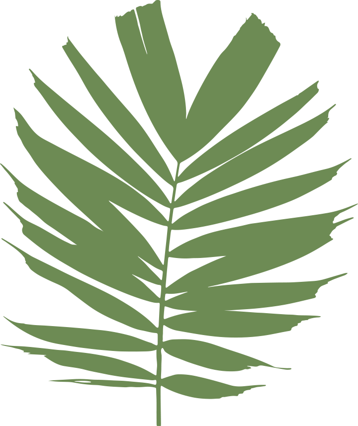 Bangalow Palm