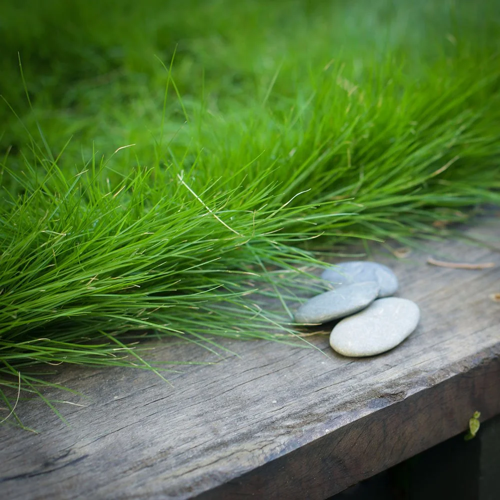 Close-up of a patch of Zoysia matrella growing on a wooden surface with a small pile of three smooth, flat stones nearby.