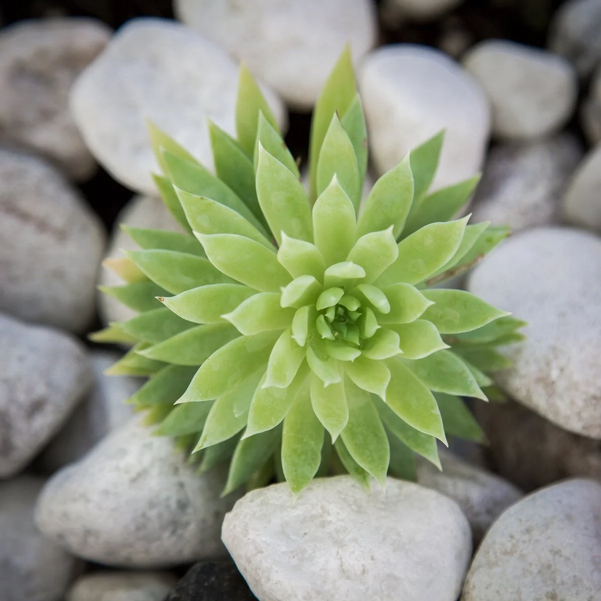 Succulents — hardy, drought‑tolerant plants with fleshy sculptural foliage, thriving in hot, dry SEQ conditions and ideal for pots, rockeries, and low‑water garden designs.