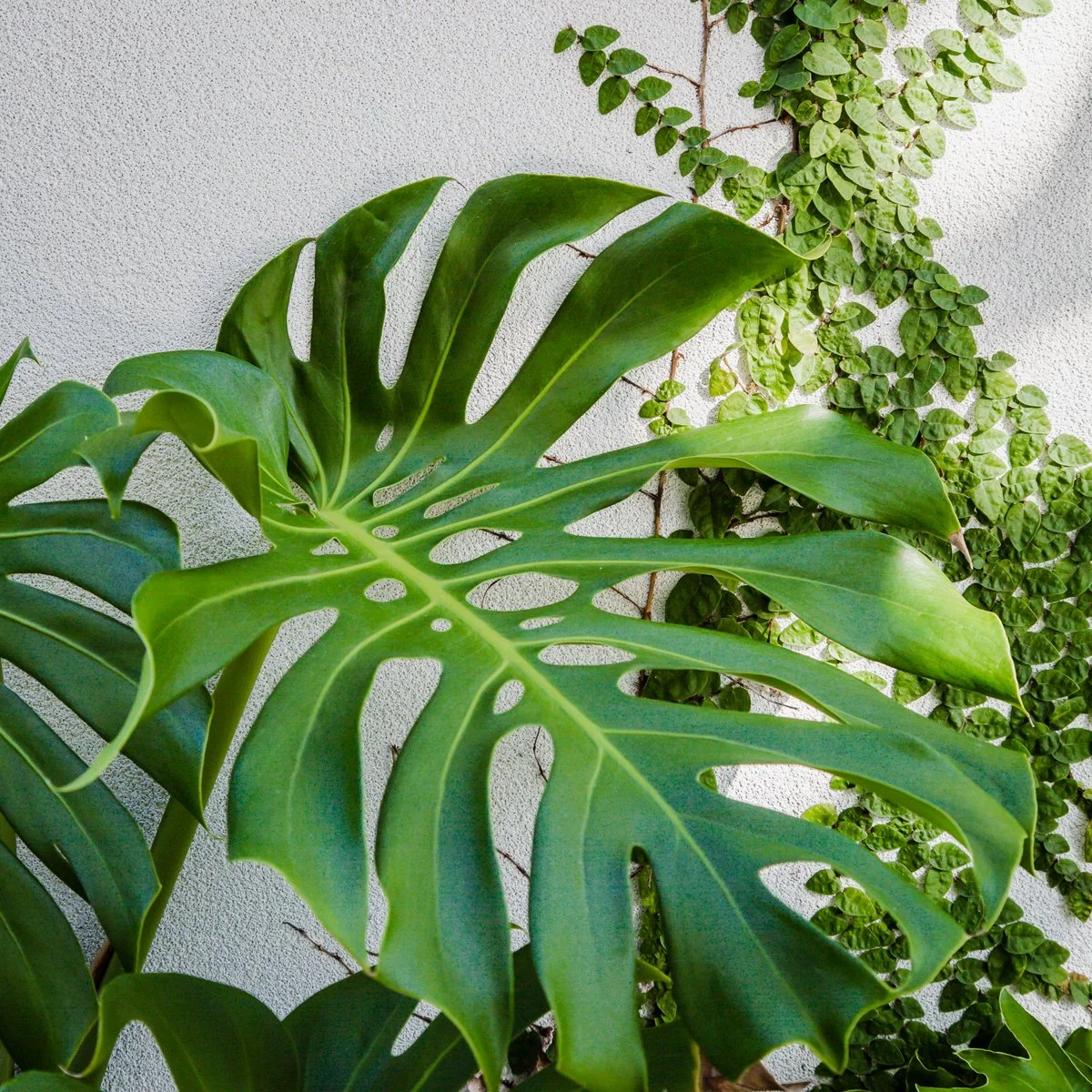Monstera deliciosa — iconic tropical plant with large glossy fenestrated leaves, thriving in warm, humid SEQ gardens and ideal for bold, lush foliage impact.
