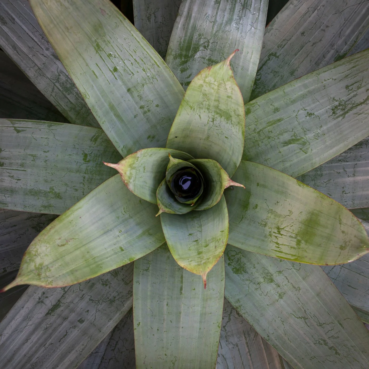 Close up shot looking down into Alcanterea