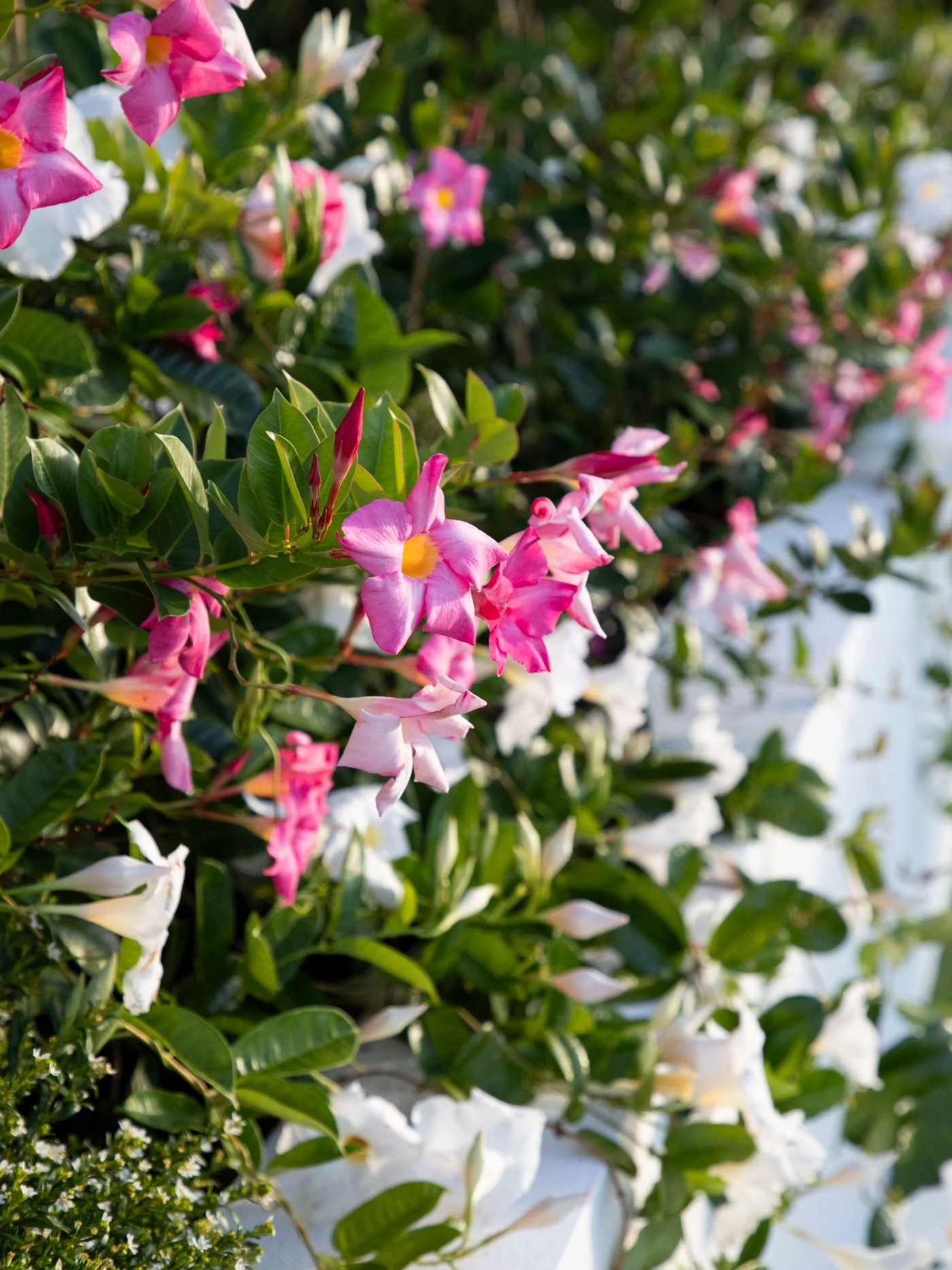 Mandevillea — vibrant climbing plant with glossy green foliage and abundant trumpet‑shaped blooms, thriving in sunny SEQ gardens and ideal for adding colour and vertical height.