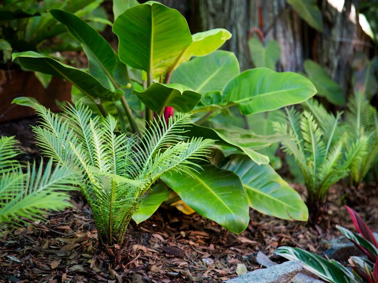 Silver Lady Fern — compact, upright fern with finely divided bright green fronds, thriving in shaded, humid SEQ gardens and ideal for pots and tropical understory planting.