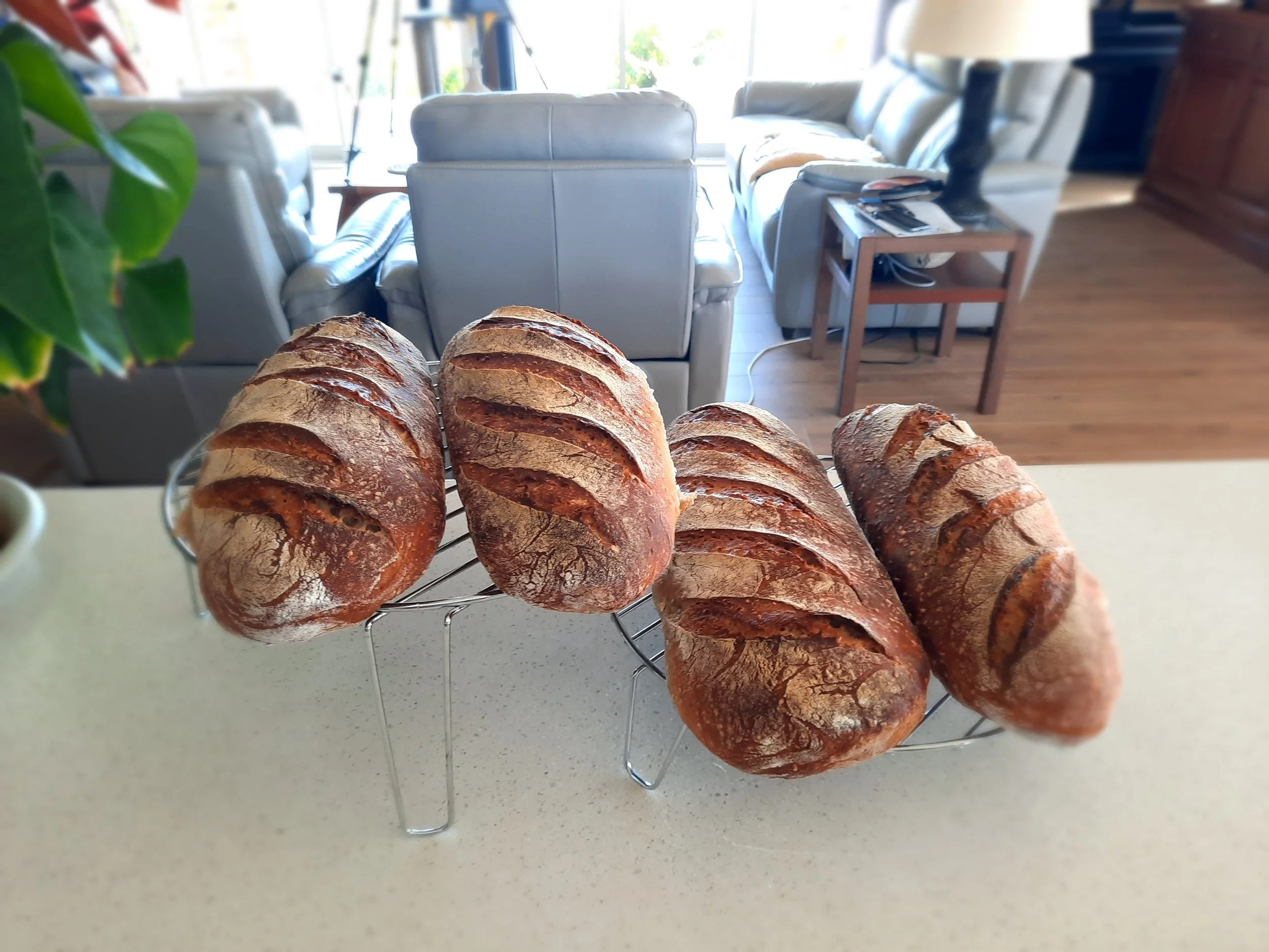 Four freshly baked baguettes cooling on a wire rack on a kitchen counter, with a living room with couches and wooden flooring in the background.