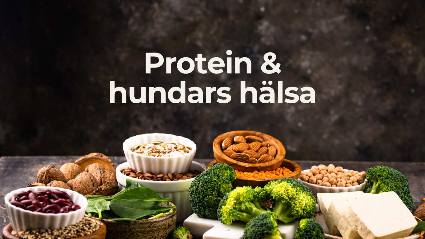 Protein &amp; hundars hälsa – vetenskapen talar