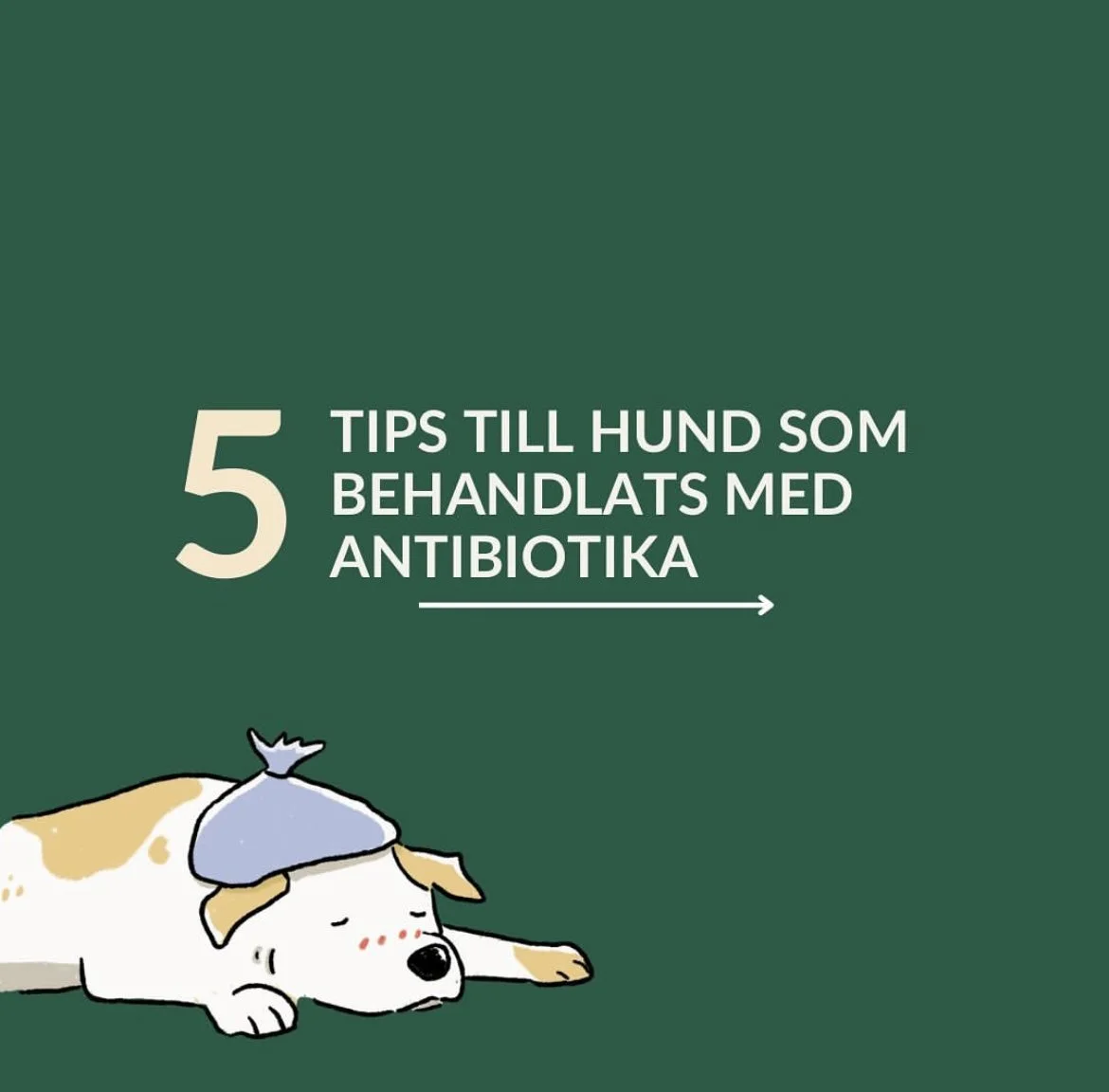 Illustration of a tired dog lying down with a cold compress on its head, accompanied by text in Swedish that translates to '5 Tips for treating a dog with antibiotics'.
