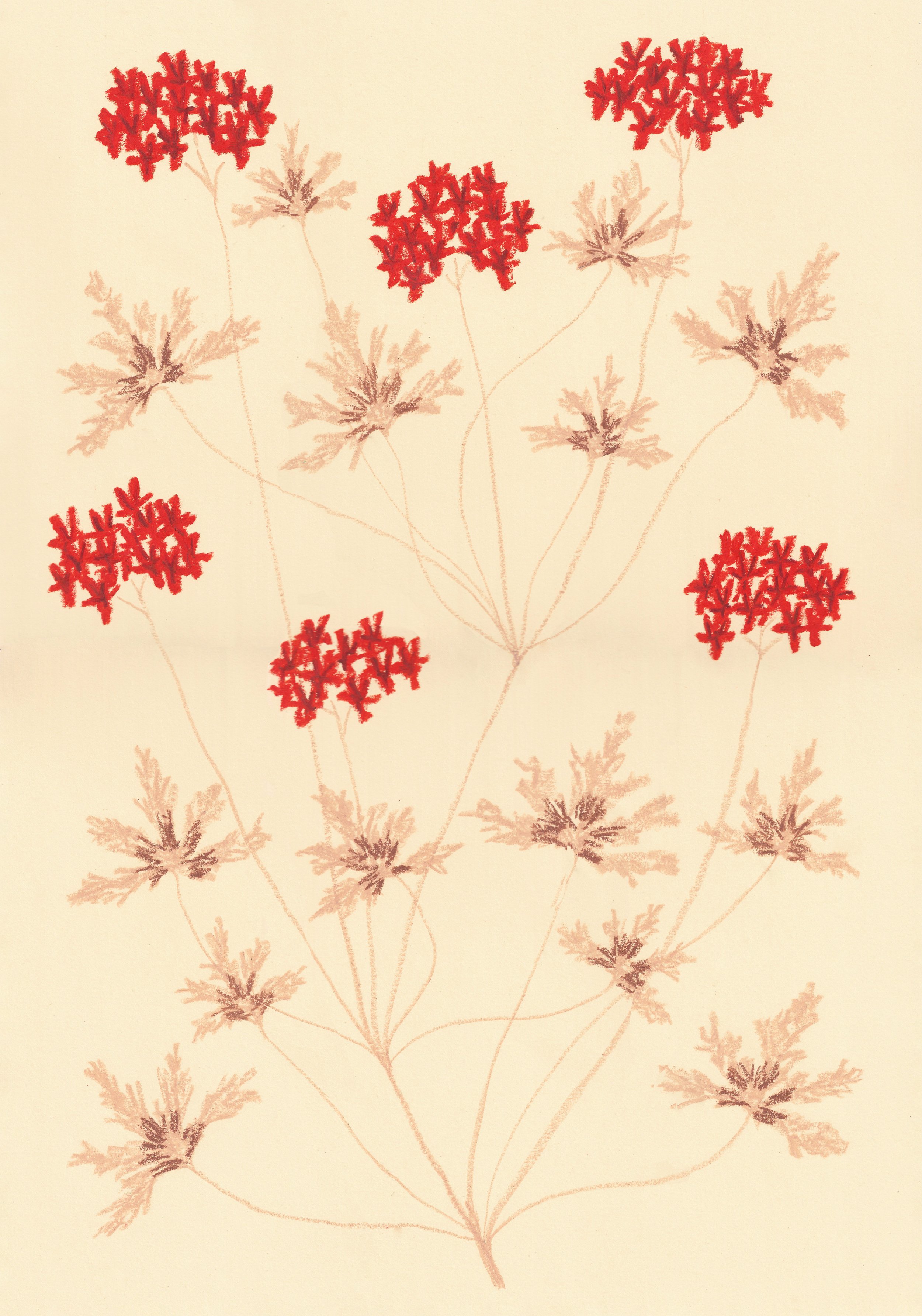 Pastel Pelargonium by Jasmyn Kopcsandy