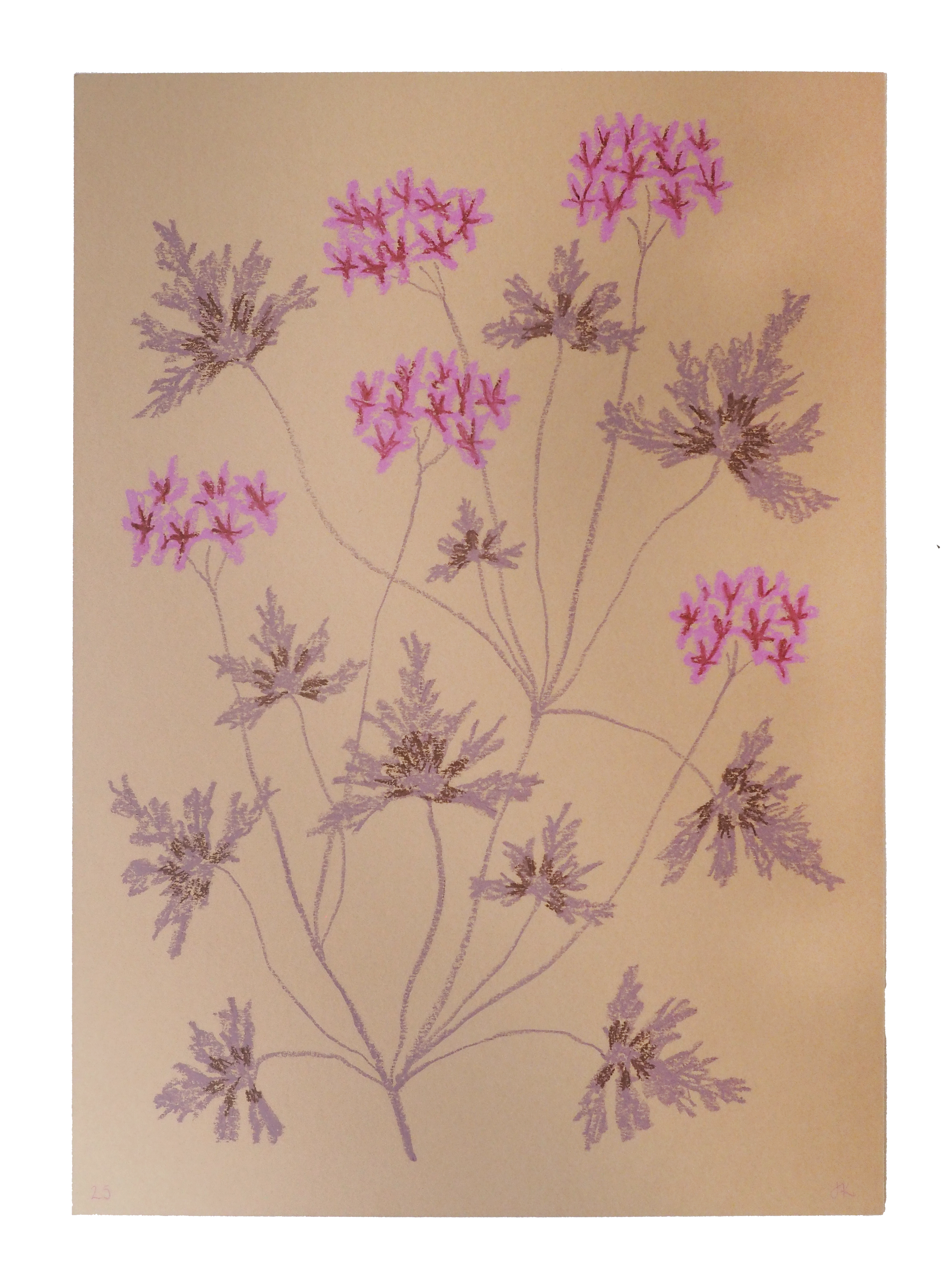 Pink Pelargonium - Pastel Artwork by Jasmyn Kopcsandy