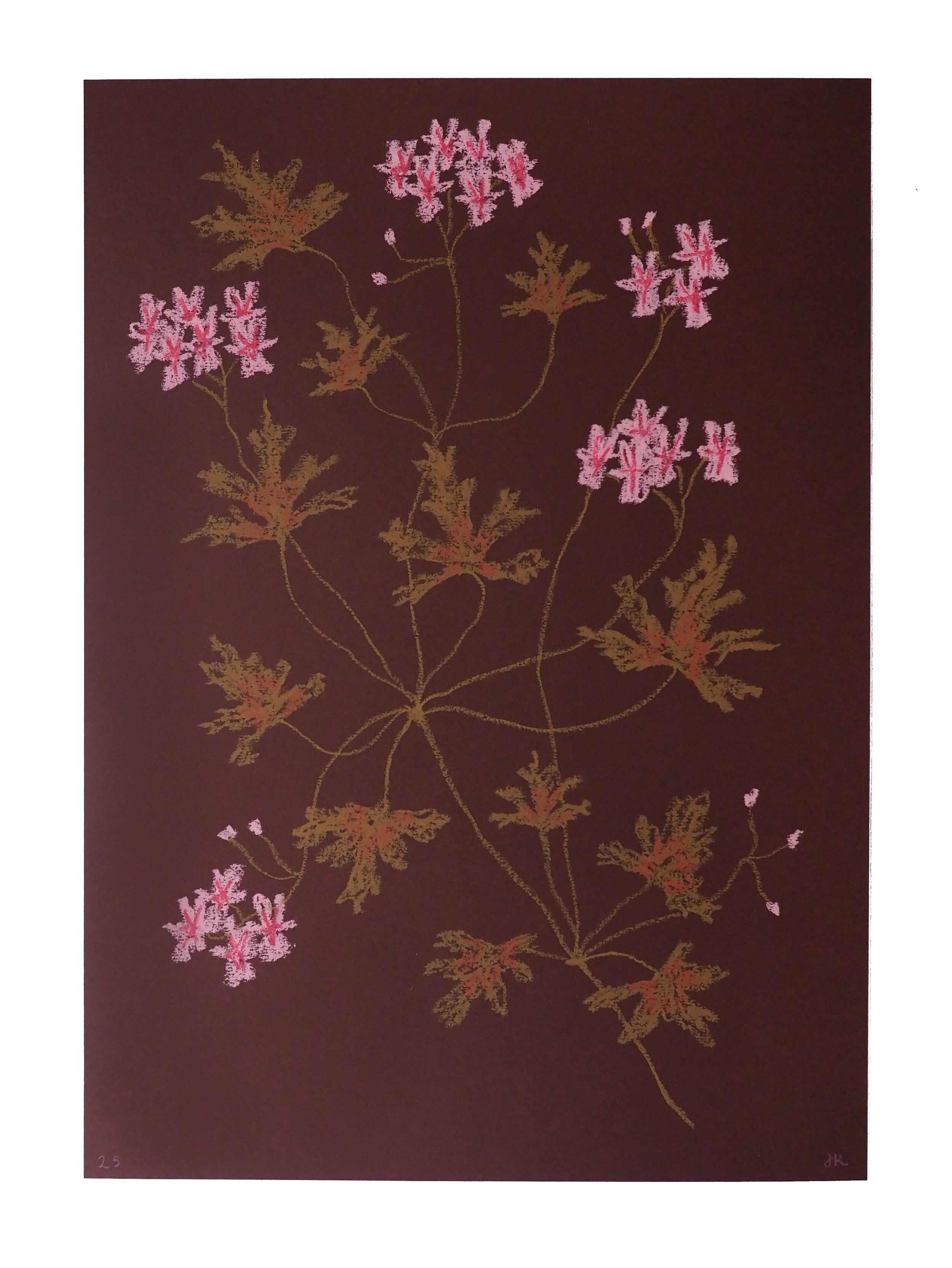Pink Pelargonium - Artwork by Jasmyn Kopcsandy