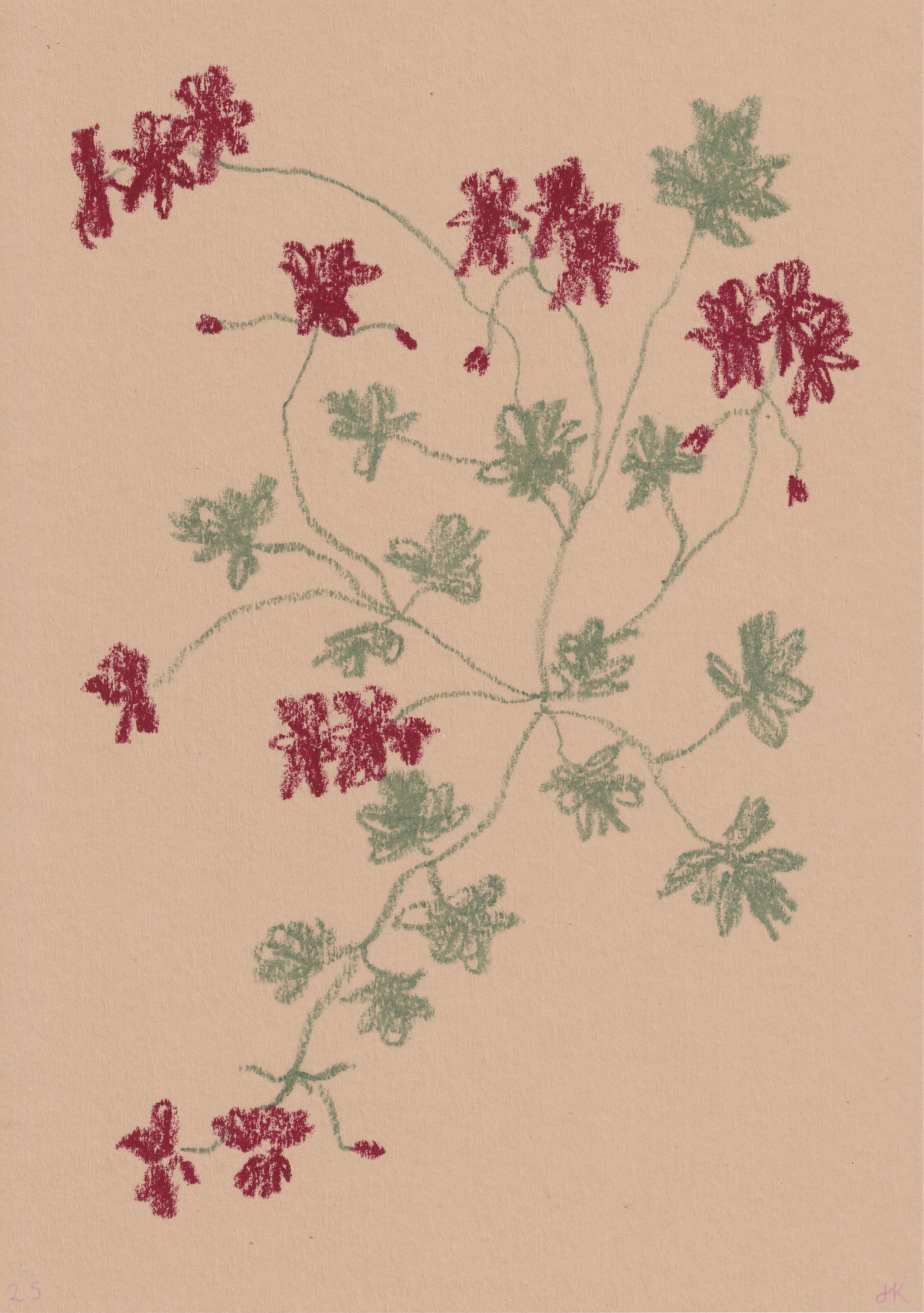 Red Pelargonium - Pastel Artwork by Jasmyn Kopcsandy