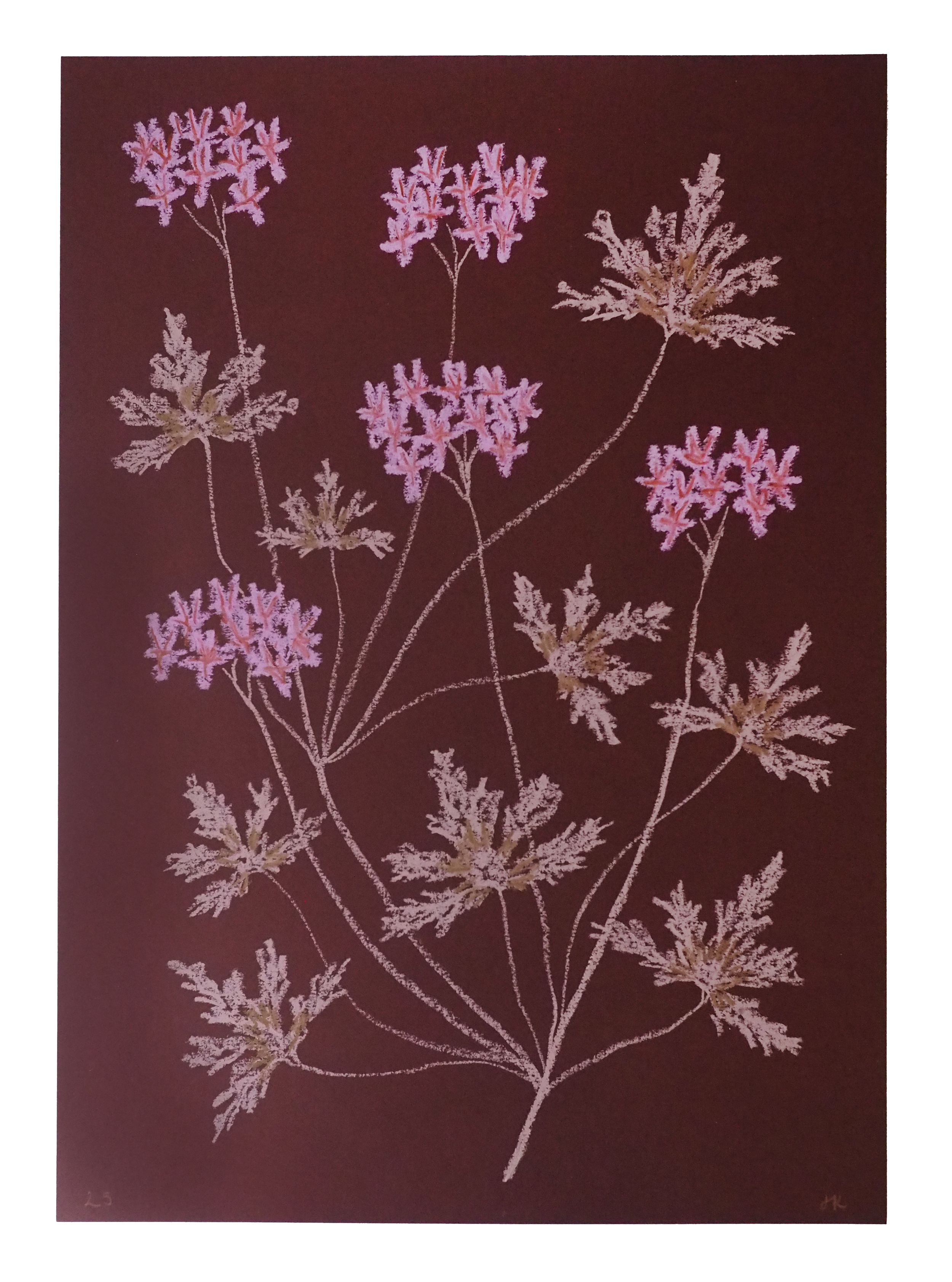 Pink Pelargonium - Pastel Artwork by Jasmyn Kopcsandy