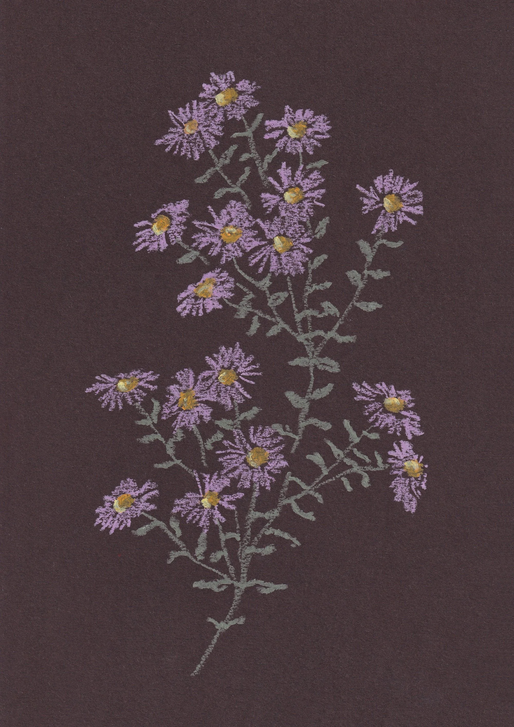 Aster Print