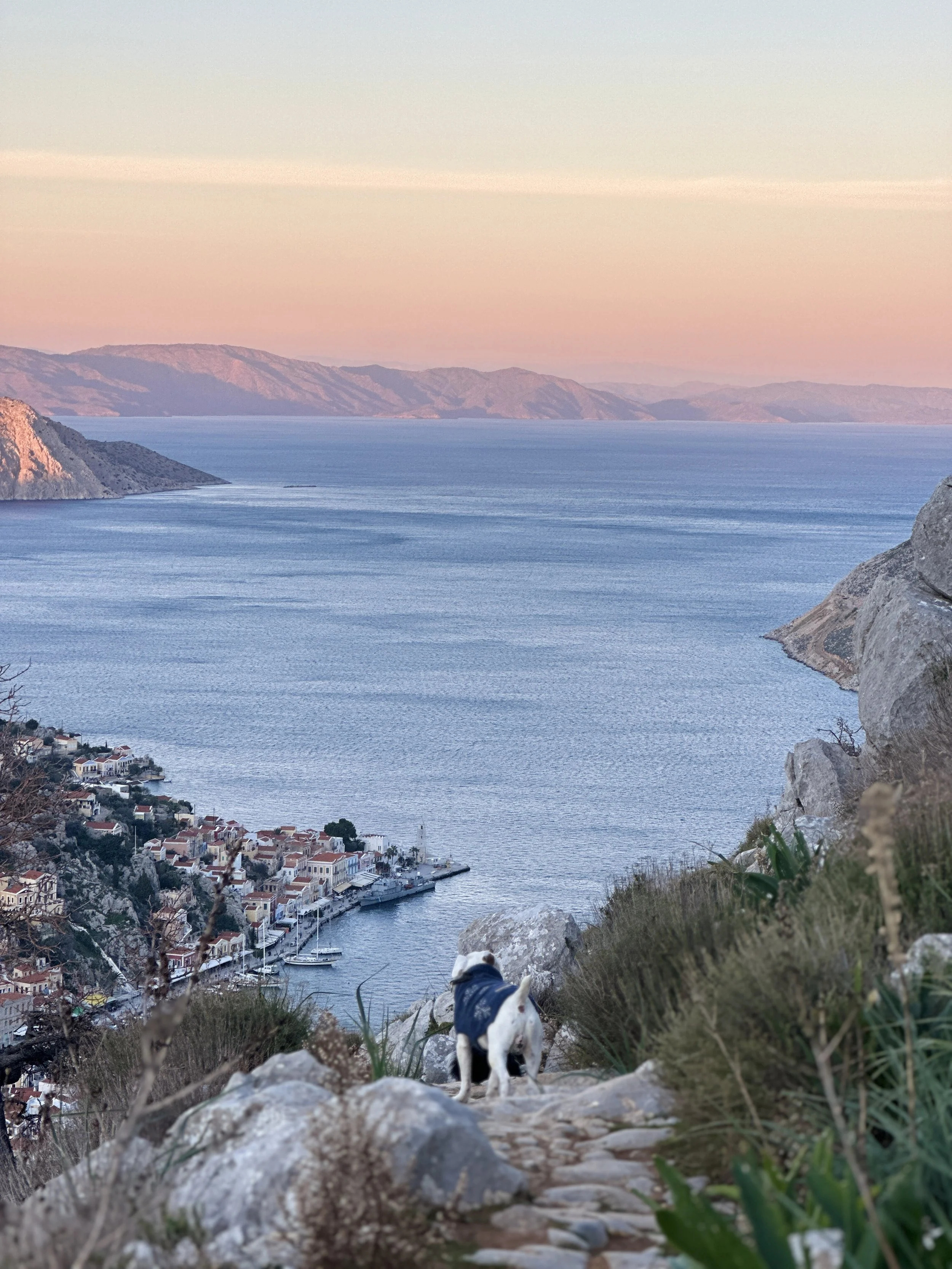 A hiking trail in Symi Greece, with rocks and grass in the foreground, a dog wearing a jacket walking on the trail, overlooking a Symi Harbour (Gialos) with boats, and the aegean sea with mountains in the distance at sunset.
